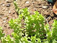 Gaillet croisette, Galium cruciata (2) (Photo F. Mrugala)